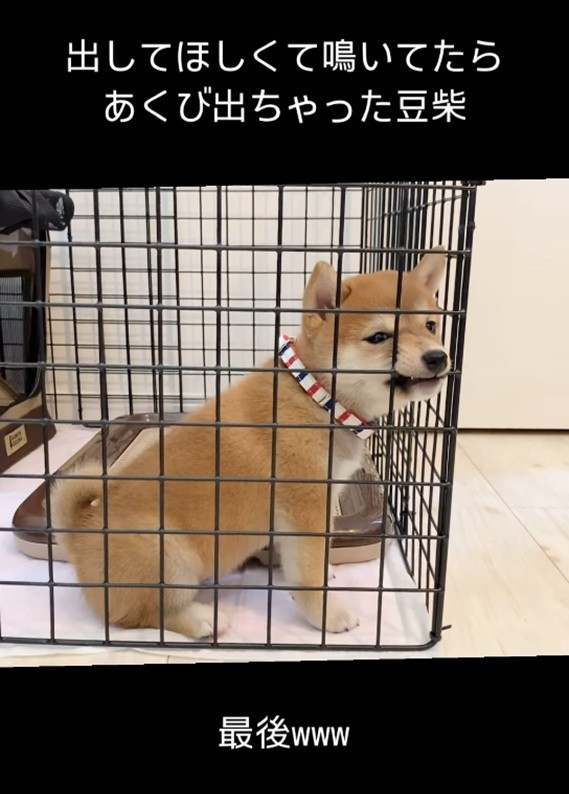 出してほしくて鳴いていたら、あくび出ちゃった…豆柴のかわいすぎる