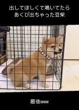 出してほしくて鳴いていたら、あくび出ちゃった…豆柴のかわいすぎる
