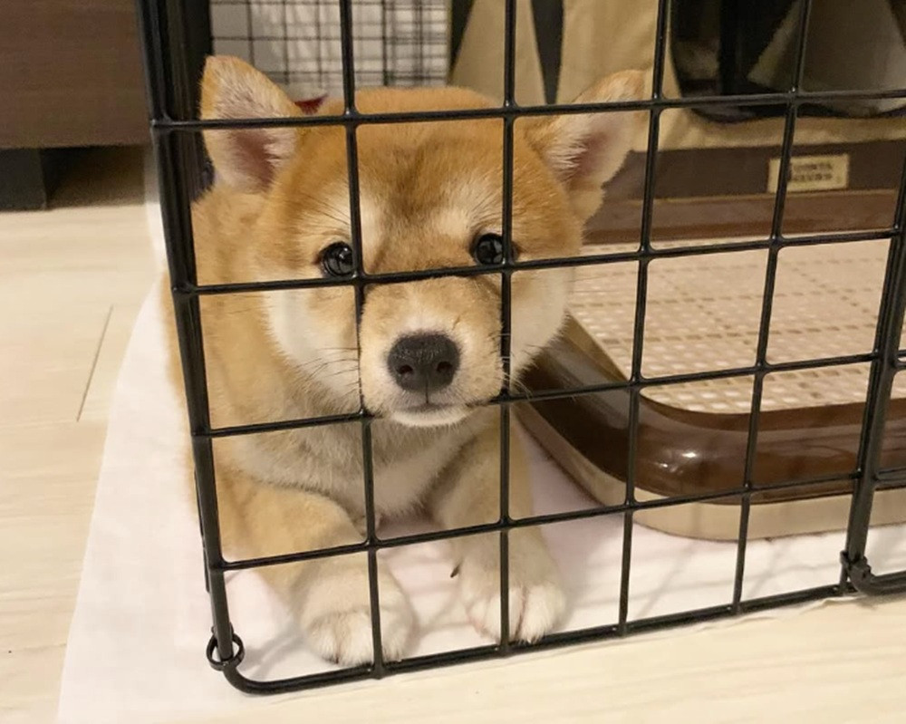 出してほしくて鳴いていたら、あくび出ちゃった…豆柴のかわいすぎる