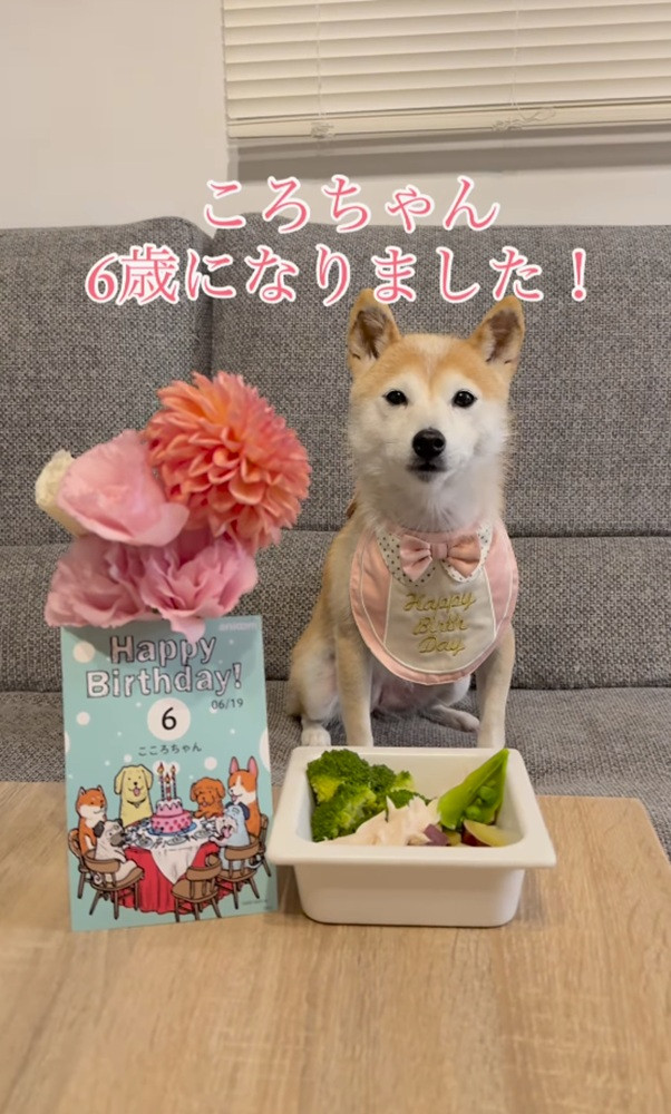 出してほしくて鳴いていたら、あくび出ちゃった…豆柴のかわいすぎる