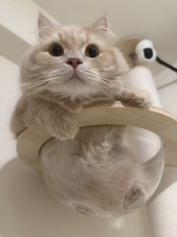 �L�̂��݂���iX�^@____tukimineko�j 