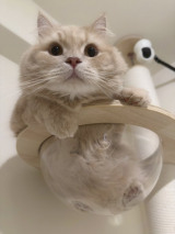 �y�b�g�J�����`���Ă݂��? �������闯��ԔL��424���Đ��̑唽���u�s�v�c�����Ȏq������!�v 