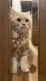 �L�̂��݂���iX�^@____tukimineko�j 