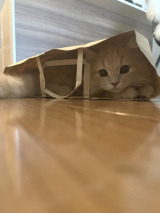 �L�̂��݂���iX�^@____tukimineko�j 