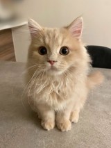 �L�̂��݂���iX�^@____tukimineko�j 