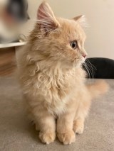 �L�̂��݂���iX�^@____tukimineko�j 