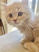 �L�̂��݂���iX�^@____tukimineko�j 