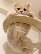 �L�̂��݂���iX�^@____tukimineko�j 