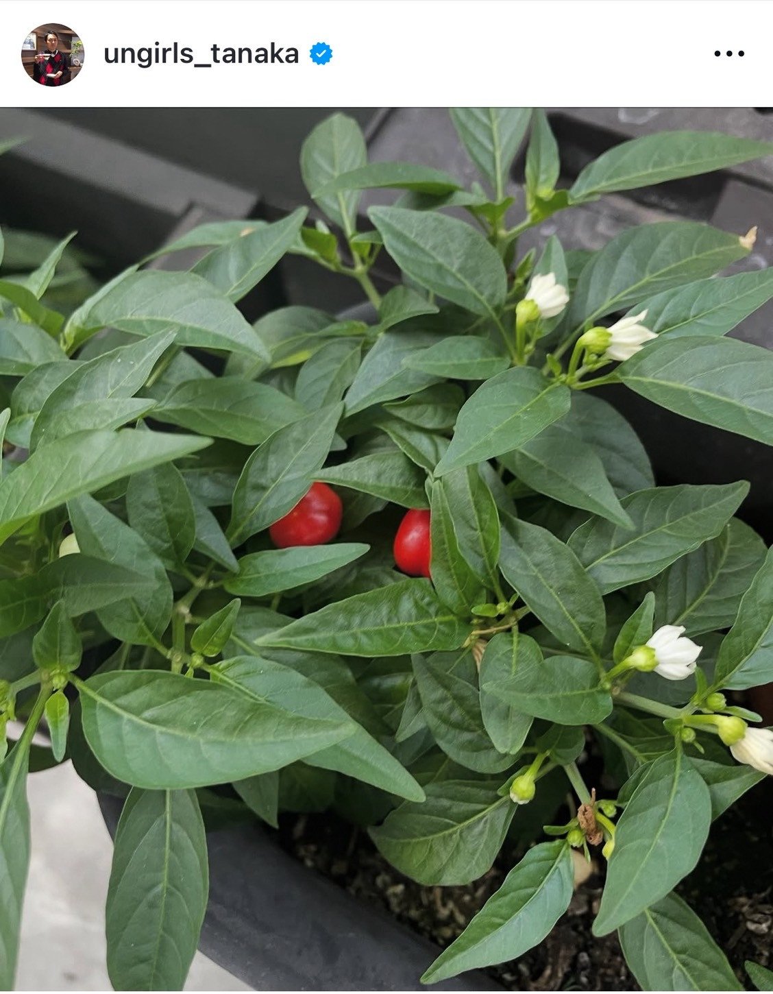 AK[YEcuuƂōNĂĂAϏܗpgEKV N܂!v (ʐ^̓CX^O @ungirls_tanaka ) 