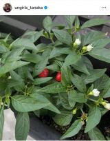 AK[YEcuuƂōNĂĂAϏܗpgEKV N܂!v (ʐ^̓CX^O @ungirls_tanaka ) 