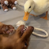 �����������ƐM���ċ^��Ȃ��A�q���A���̂�������ŗV�уh�b�O�t�[�h���p�N���c�u���A���A�t���b�N��(��)�v�u�A�q�������Ƃɂ���̐V�N�v 