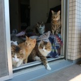 14匹の多頭飼い、なぜ? 目の見えない猫がつないだ”保護猫大家族”…その絆は「どんな困難も乗り越えられる心の支え」
