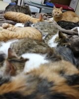 ɘȂނ̂Aڂ̌ȂLEBیLƑ́h{XLh 