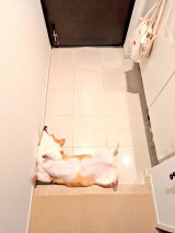 ܂ũegXv(摜:@komachiaya_) 