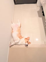 ܂ũegXv(摜:@komachiaya_) 