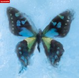 ���{�e���r�n10�����y�j�h���}�w�ǂ����ƈ������Ɓx�̎��̂��|���m�O���t�B�e�B�u�A�Q�n���v�Ɍ���iC�j���{�e���r 