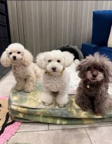 �u�����O�o������A�����̂悤�ɋL�O�B�e�ł��v�@�i�ʐ^�̓u���O���j 