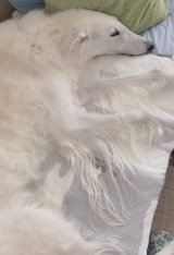 eBt@uX̔ۂv(摜:@Tifa_yaon) 