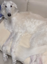 XAJEgE@Tifa_yaon̈EeBt@(ʐ^X) 