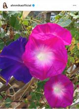 A~JIԁX炭K[fjO (ʐ^̓CX^O @ahnmikaofficial ) 