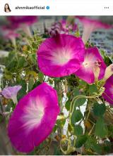 A~JIԁX炭K[fjO (ʐ^̓CX^O @ahnmikaofficial ) 