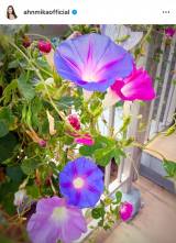 A~JIԁX炭K[fjO (ʐ^̓CX^O @ahnmikaofficial ) 