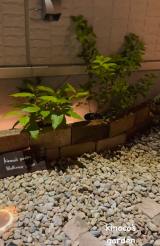 �\�[���[���C�g��u���Ă���̂Ŗ�̕��͋C���f�G!(�ʐ^��@miekinoco) 