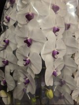 �����p�������J�����A�o�D���ԁE������������������ (�ʐ^�̓u���O���) 