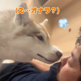 オナラの音に憤慨するハスキー犬、「やめろ!」とブチギレながら大暴走する姿に「最近で一番笑った」「本当に話しているよう」