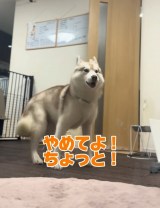 �I�i���̐^�����󂯁A�����ɑ�\�����郂�j�J 