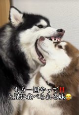 �P��(�Z)�ɐH�ׂ��Ă���j�R(��) 