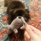 �R�{�����̈����E���߂����i�ʐ^�̓C���X�^�O���� @mizuki_yamamoto_official ���j 