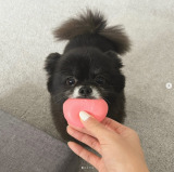 �R�{�����̈����E���߂����i�ʐ^�̓C���X�^�O���� @mizuki_yamamoto_official ���j 