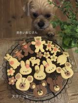 XAJEgE@good4_smitḧERƃR}̎NbL[(ʐ^X) 