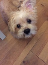 XAJEgE@good4_smitḧER(ʐ^X) 