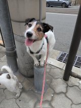 XAJEgEGȘQq(@yoshimitropp)̈EV[bg(ʐ^X) 