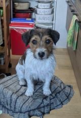 XAJEgEGȘQq(@yoshimitropp)̈EG(ʐ^X) 