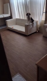 uv(摜:@beagle_koma92_orin91) 