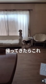 uAĂ炱vՌIȑ̐ő҂2C(摜:@beagle_koma92_orin91) 