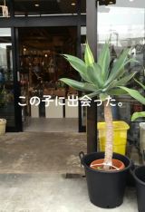 ÂɔYłl񂪏ouAei[^vBāc(ʐ^@botanical.0715) 