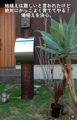 V{c[ƂāuAei\^vnA!Nɂ́c(ʐ^@botanical.0715) 