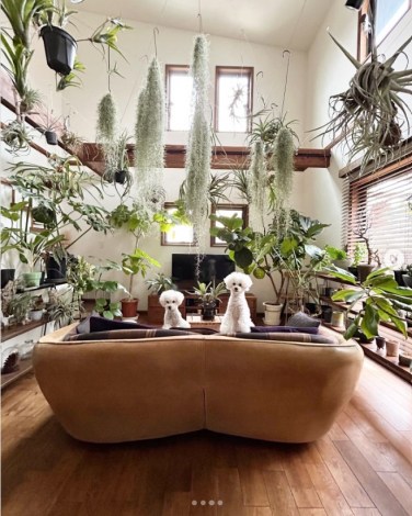 �܂�ŐA�����̂悤�Ȃ�����B�i�ʐ^��@botanical.0715�j 