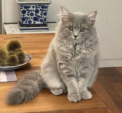 �������T�����J�������L�E�~�����B�����́g���₷�݃j�������h�V���b�g�i�������T�I�t�B�V�����u���O���j 