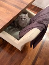 Tu݁[񌩂炸BƒTA{N̈֎qɍĂv(TItBVuO) 