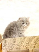 TЉAVȉƑEL~B(TItBVuO) 