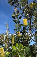 uAȂᑹvȒ4:R[XgoNVA(ʐ^@makoto6017) 