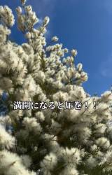 uAȂᑹvȒ1:eB[c[(ʐ^@makoto6017) 