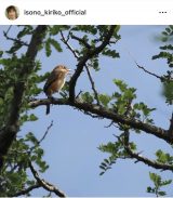 ���M���q�u����c��ڕւ�6�v�u�������郂�Y�v(�ʐ^�̓C���X�^�O���� @isono_kiriko ���) 