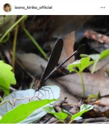 ���M���q�u����c��ڕւ�5 ��A�����Ă��܂����v (�ʐ^�̓C���X�^�O���� @isono_kiriko ���) 