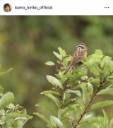 (�ʐ^�̓C���X�^�O���� @isono_kiriko ���) 